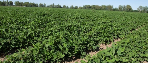 Campo de cultivo de maní