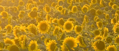 Cultivo de girasol amarillo BASF Argentina
