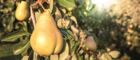 Plantacion de pera BASF Mexico Plantacion de pera BASF Mexico