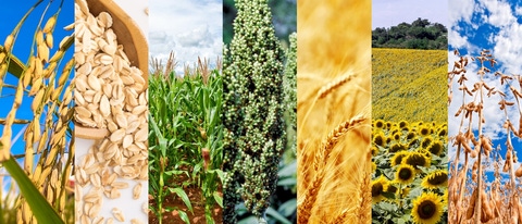 PY-arroz-avena-trigo-sorgo-maiz-soja-girasol.
