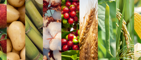 Banner com diversos frutos e legumes BASF Brasil