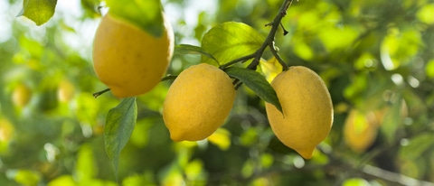 Tres limones en el arbol BASF Argentina