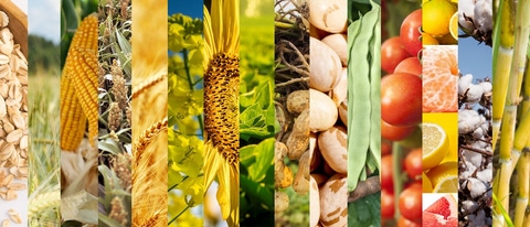 PY-avena-centeno-maiz-sorgo-trigo-canola-girasol-soja-mani-poroto-habilla-tomate-habilla-citricos-algodon-caña-de-azucar