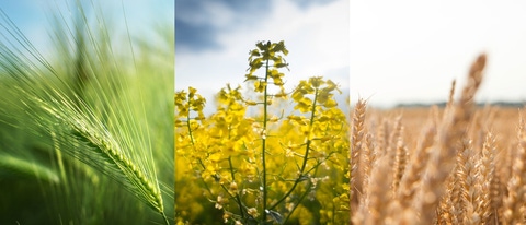 UY-cultivo-cebada-colza-trigo