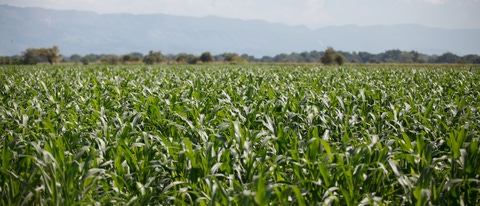 Cultivo de maiz BASF Colombia Cultivo de maiz BASF Colombia