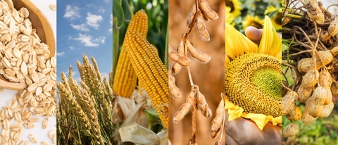 PY-cultiv-avena-trigo-maiz-soja-girasol-mani PY-cultiv-avena-trigo-maiz-soja-girasol-mani