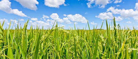 Plantacion de arrox con cielo azul BASF Plantacion de arrox con cielo azul BASF