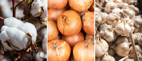 AR Cultivo de algodon, cebolla y ajo.jpg