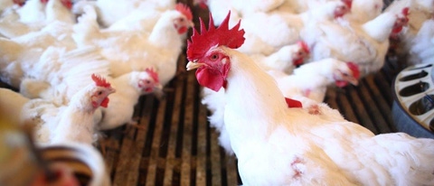 Galinhas BASF Brasil Galinhas BASF Brasil