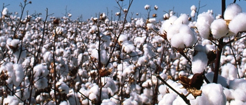 Cultivo de algodón BASF Cultivo de algodón BASF