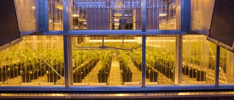 Der Research Triangle Park (RTP) in North Carolina (USA) ist eines von sechs BASF-Zentren für Forschung und Entwicklung in Nordamerika. Der RTP verfügt über diverse Labore und Gewächshäuser für verschiedene Forschungs- und Entwicklungsprojekte. In diesem Gewächshaus werden Pflanzen für das Projekt für pilzresistenten Mais gezüchtet. Der Research Triangle Park (RTP) in North Carolina (USA) ist eines von sechs BASF-Zentren für Forschung und Entwicklung in Nordamerika. Der RTP verfügt über diverse Labore und Gewächshäuser für verschiedene Forschungs- und Entwicklungsprojekte. In diesem Gewächshaus werden Pflanzen für das Projekt für pilzresistenten Mais gezüchtet.