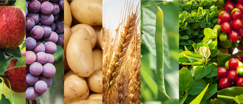 Banner laranja maça uvas batatas trigo feijão plantas café cana BASF Brasil Banner laranja maça uvas batatas trigo feijão plantas café cana BASF Brasil