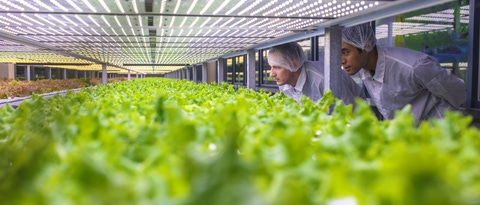 Equipo de especialistas en biotecnología observando bastidores de cultivos de lechuga iluminados con LED en una instalación agrícola vertical.