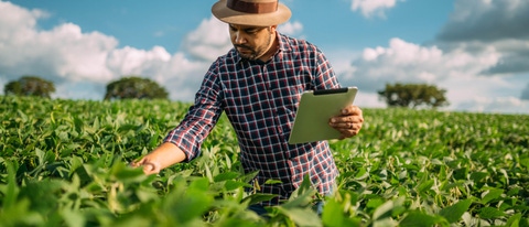 AR-Agricultor-Latinoamericano-revisando-sus-cultivos-en-busca-de plagas AR-Agricultor-Latinoamericano-revisando-sus-cultivos-en-busca-de plagas