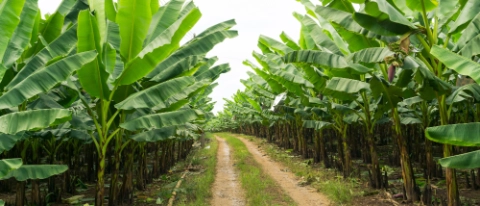 Banana garden.; Shutterstock ID 682364611; purchase_order: -; job: -; client: -; other: -
