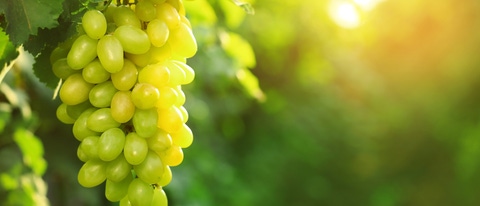 Bunch of fresh ripe juicy grapes against blurred background