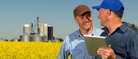AR Agricultores en canola trabajo en equipo