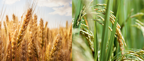 Banner de trigo BASF Brasil Banner de trigo BASF Brasil