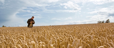 Auf dem englischen Hof „The Grange" kombiniert Landwirt Andrew Pitts modernen Nahrungsmittelanbau mit dem Schutz der Artenvielfalt. Der landwirtschaftliche Betrieb ist Teil des europäischen Farm Network, einer von BASF initiierten Partnerschaft. Landwirte, Agrar- und Naturschutzexperten teilen ihr Wissen, entwickeln Maßnahmen für eine optimale nachhaltige Landwirtschaft und testen diese fortwährend.Andrew Pitts prüft die Qualität und Quantität des Ertrags, denn nur durch Profitabilität ist eine nachhaltige Produktion möglich. 