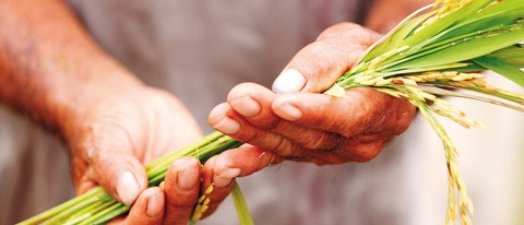 Hands holding crops Hands holding crops