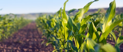 A close-up of plants growing in a field. A close-up of plants growing in a field.