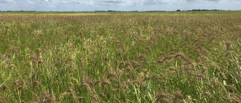 Plantação de capim arroz BASF Brasil Plantação de capim arroz BASF Brasil
