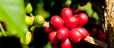 Fruta de café en el arbol BASF Colombia Fruta de café en el arbol BASF Colombia