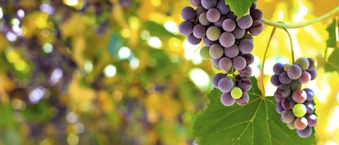 Banner uva roxa no cacho BASF Brasil Banner uva roxa no cacho BASF Brasil