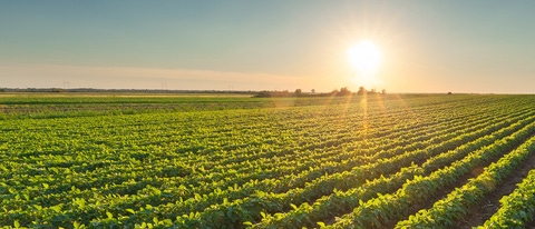 A field of healthy soybean plants at sunset.