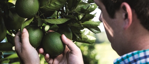 Hombre sosteniendo fruta en el árbol BASF Mexico