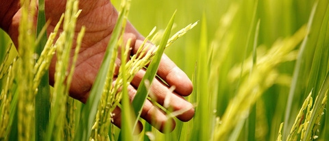 PY-cultivo-arroz-mano-masculina02