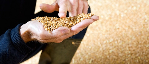 Auf dem englischen Hof „The Grange" kombiniert Landwirt Andrew Pitts modernen Nahrungsmittelanbau mit dem Schutz der Artenvielfalt. Der landwirtschaftliche Betrieb ist Teil des europäischen Farm Network, einer von BASF initiierten Partnerschaft. Landwirte, Agrar- und Naturschutzexperten teilen ihr Wissen, entwickeln Maßnahmen für eine optimale nachhaltige Landwirtschaft und testen diese fortwährend.Andrew Pitts prüft die Qualität und Quantität des Ertrags, denn nur durch Profitabilität ist eine nachhaltige Produktion möglich. Auf dem englischen Hof „The Grange" kombiniert Landwirt Andrew Pitts modernen Nahrungsmittelanbau mit dem Schutz der Artenvielfalt. Der landwirtschaftliche Betrieb ist Teil des europäischen Farm Network, einer von BASF initiierten Partnerschaft. Landwirte, Agrar- und Naturschutzexperten teilen ihr Wissen, entwickeln Maßnahmen für eine optimale nachhaltige Landwirtschaft und testen diese fortwährend.Andrew Pitts prüft die Qualität und Quantität des Ertrags, denn nur durch Profitabilität ist eine nachhaltige Produktion möglich.