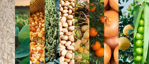 PY-arroz-soja-maiz-sorgo-poroto-mani-cebolla-naranja-limon-arveja