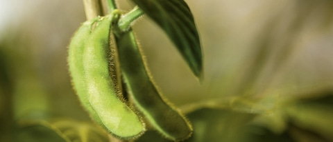 Samenhülse einer transgenen Sojabohnenpflanze im Gewächshaus. Die Samen werden später geerntet und zum Zwecke weiterer Tests verarbeitet und unter kontrollierten Bedingungen gelagert. Samenhülse einer transgenen Sojabohnenpflanze im Gewächshaus. Die Samen werden später geerntet und zum Zwecke weiterer Tests verarbeitet und unter kontrollierten Bedingungen gelagert.