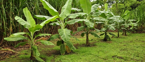 Cultivo de Banano BASF Colombia