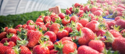 Fresas rojas con platacion verde en el fondo BASF Mexico Fresas rojas con platacion verde en el fondo BASF Mexico