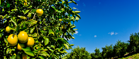 Plantação de limão BASF Brasil