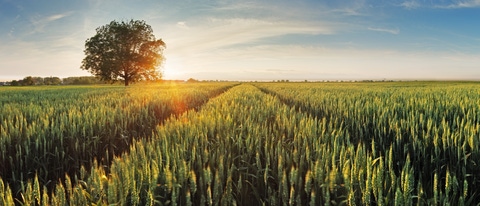 AR Campo de trigo al atardecer