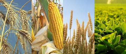 UY Cultivo maiz,, trigo, cebada y soja