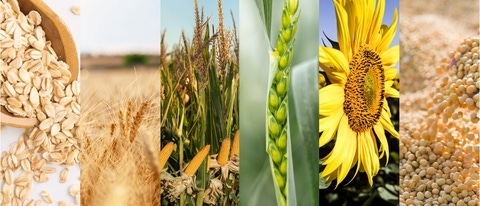 UY-cultivo-avena-cebada-maiz-trigo-girasol-soja UY-cultivo-avena-cebada-maiz-trigo-girasol-soja