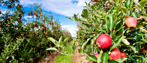 Plantacion de manzanas BASF Argentina
