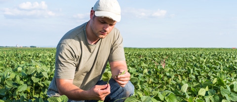 farmer in soybean fields