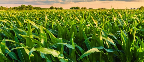 Beautiful field view, as a spiritual person, nature for me has always been a healing place. Going back all the way to my childhood on the farm, the fields and forests were places of adventure.; Shutterstock ID 1379661350; purchase_order: ; job: ; client: ; other: Beautiful field view, as a spiritual person, nature for me has always been a healing place. Going back all the way to my childhood on the farm, the fields and forests were places of adventure.; Shutterstock ID 1379661350; purchase_order: ; job: ; client: ; other: