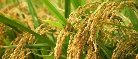 Close-up picture of crops