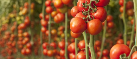 Tomatoes growing in a greenhouse Tomatoes growing in a greenhouse