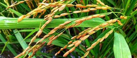 Rice (Latin: Oryza sativa L.) is one of the most important cultivated plants in civilization. Although mainly refers to cultivated plant types, rice is also used to refer to several types of the same ; Shutterstock ID 1867666339; purchase_order: -; job: -; client: -; other: - Rice (Latin: Oryza sativa L.) is one of the most important cultivated plants in civilization. Although mainly refers to cultivated plant types, rice is also used to refer to several types of the same ; Shutterstock ID 1867666339; purchase_order: -; job: -; client: -; other: -