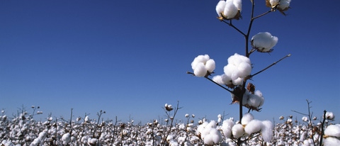 Plantação de algodão BASF Brasil