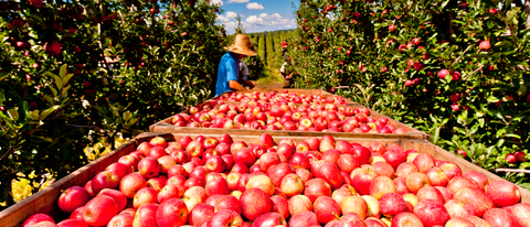 Cultura de maça BASF Brasil Cultura de maça BASF Brasil