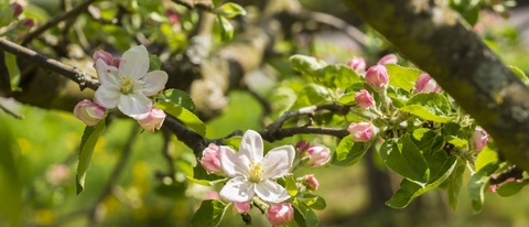 Germany, Hesse, Kronberg, Blossoms of apple tree, Malus domestica