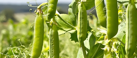 AR Cultivo Arveja AR Cultivo Arveja